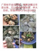 黄沙鳖是什么意思?黄沙鳖有什么功效？