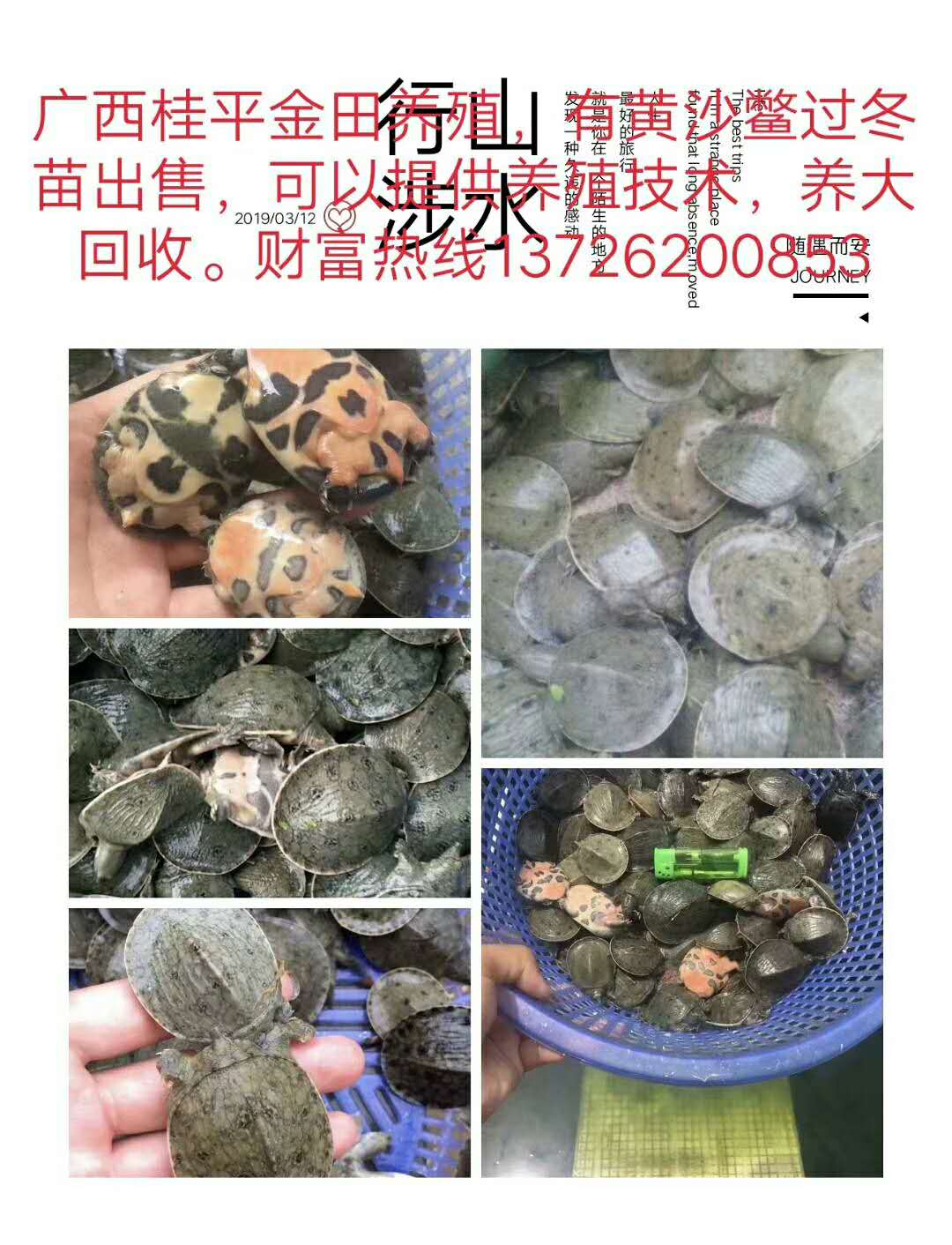 黄沙鳖苗批发